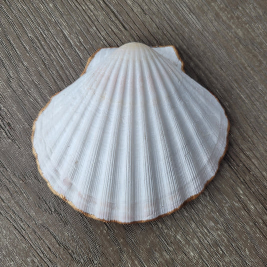 Coastal Elegance Decoupage Seashell